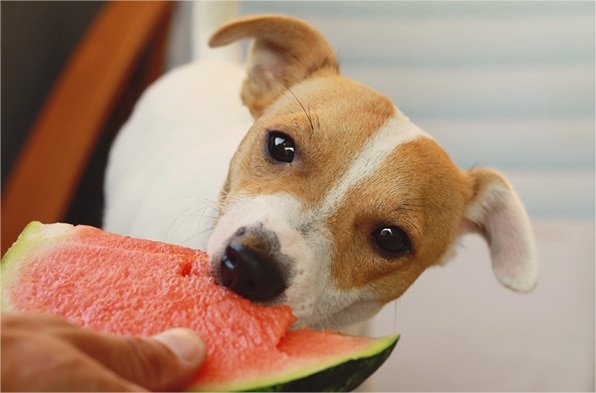 Can dogs eat watermelon? Our vet weighs in