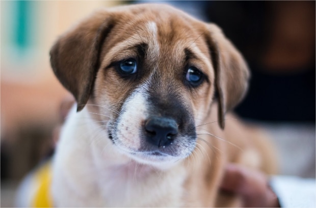 Canine distemper: symptoms, causes, treatment & prevention