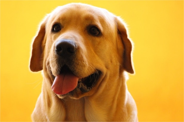 Dog constipation: causes & treatment