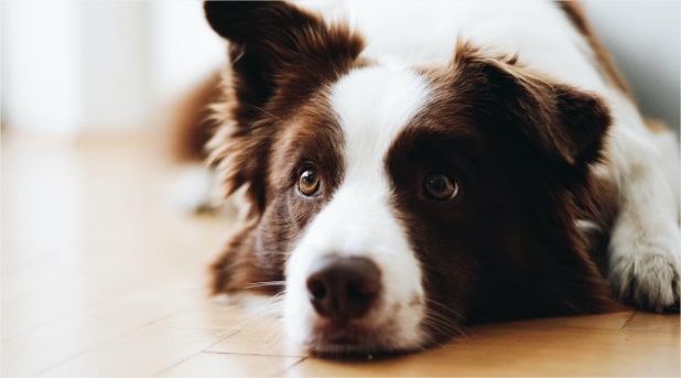 Dog ear infection symptoms causes treatment prevention google docs google chrome 3