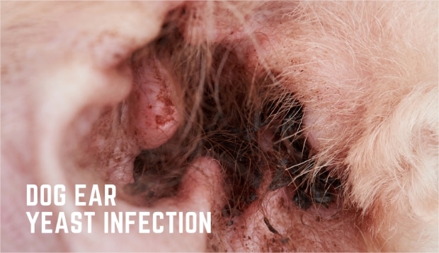 Dog Ear Yeast Infections: Symptoms, Causes, Treatment & Prevention