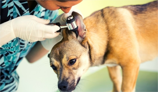 Dog ear yeast infections: symptoms, causes, treatment & prevention
