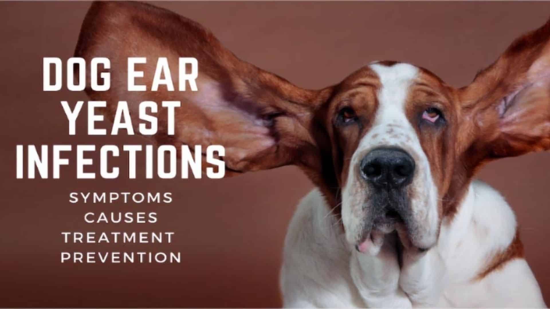 Dog Ear Yeast Infections Symptoms Causes Treatment And Prevention