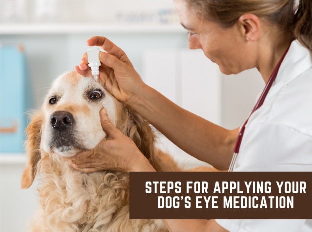 Dog eye infections: symptoms, causes, treatment & prevention