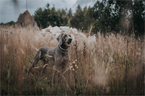 Dog sneezing? Here's why dogs sneeze!