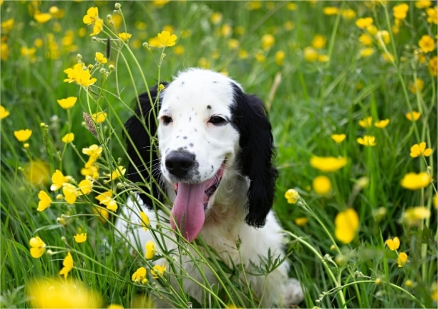 Dog sneezing? Here's why dogs sneeze!