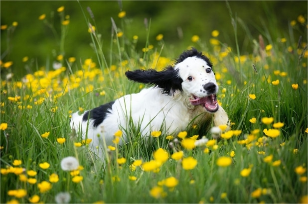 Dog Zoomies: Why Your Dog Runs in Circles (& What to Do)