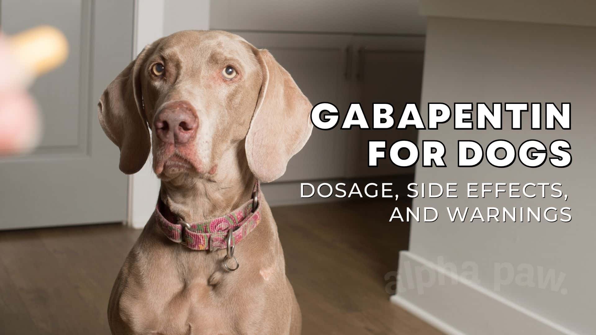 Gabapentin for Dogs Dosage, Side Effects and Warnings