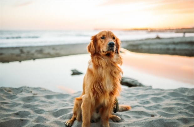 Glucosamine for dogs: treatment and dosage for canines