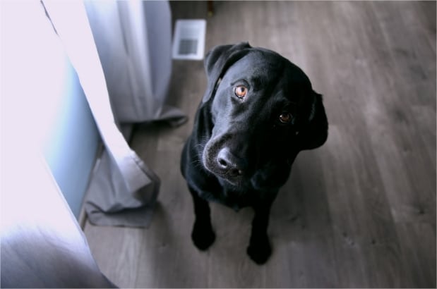 Glucosamine for dogs treating dog arthritis joint pain in dogs google docs google chrome 3