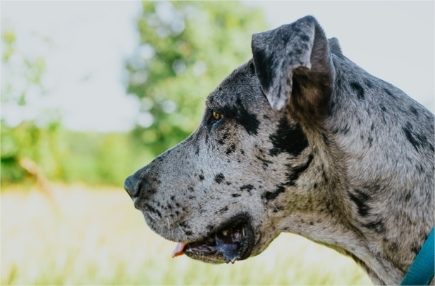 Hip dysplasia in dogs: symptoms, solutions & prevention