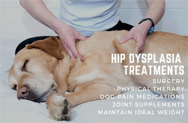 Hip dysplasia in dogs: symptoms, solutions & prevention