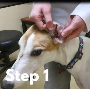How to clean dog ears in 4 easy steps (according to our vet)