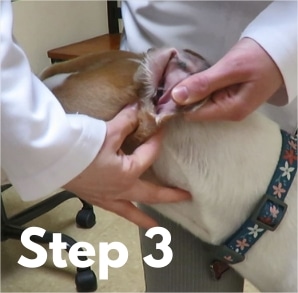 How To Clean Dog Ears in 4 Easy Steps (According to Our Vet)