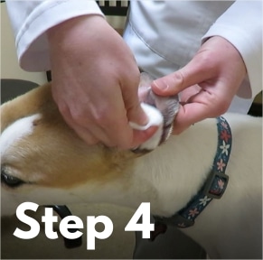 How To Clean Dog Ears in 4 Easy Steps (According to Our Vet)