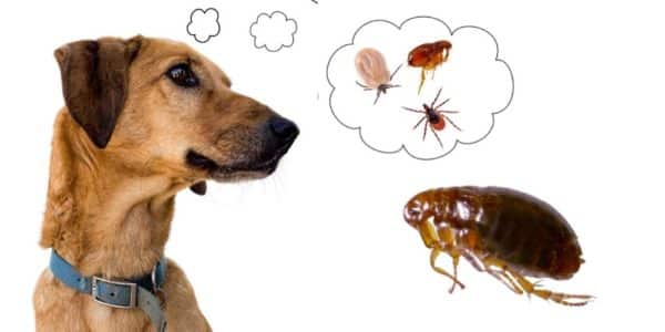 How to spot fleas on dogs: signs & solutions
