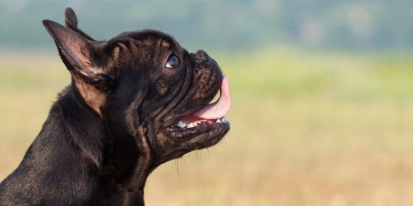 What can dogs smell that humans can’t?