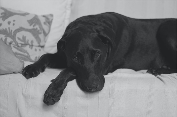 Kidney failure in dogs: symptoms, treatment & prevention