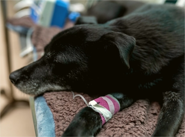 Kidney failure in dogs symptoms treatment prevention google docs google chrome 4