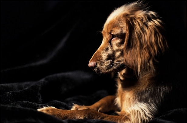 Lymphoma in Dogs: Symptoms, Diagnosis & Treatment