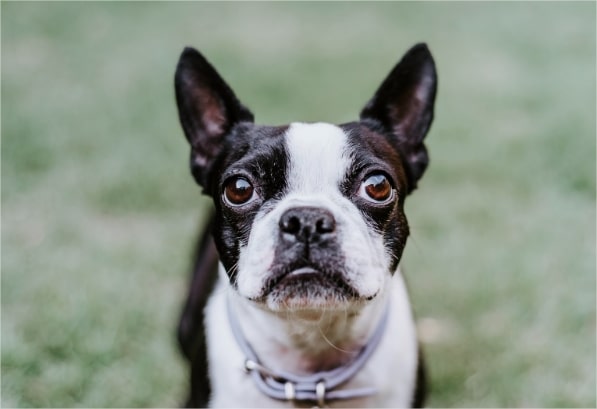 Metronidazole for dogs: dosage, side effects & warnings