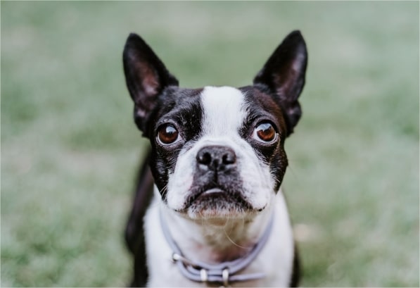 Metronidazole for Dogs: Dosage, Side Effects & Warnings