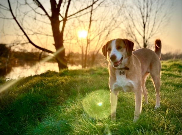 Why Do Dogs Eat Grass? Our Vet Weighs In with Answers