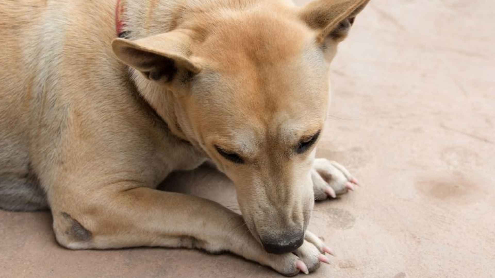 images Why Do Dogs Constantly Lick Their Paws why do dogs lick their paws