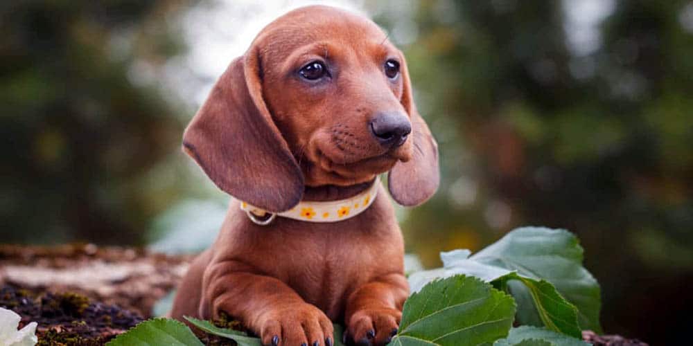 Dachshund Mix Breeds