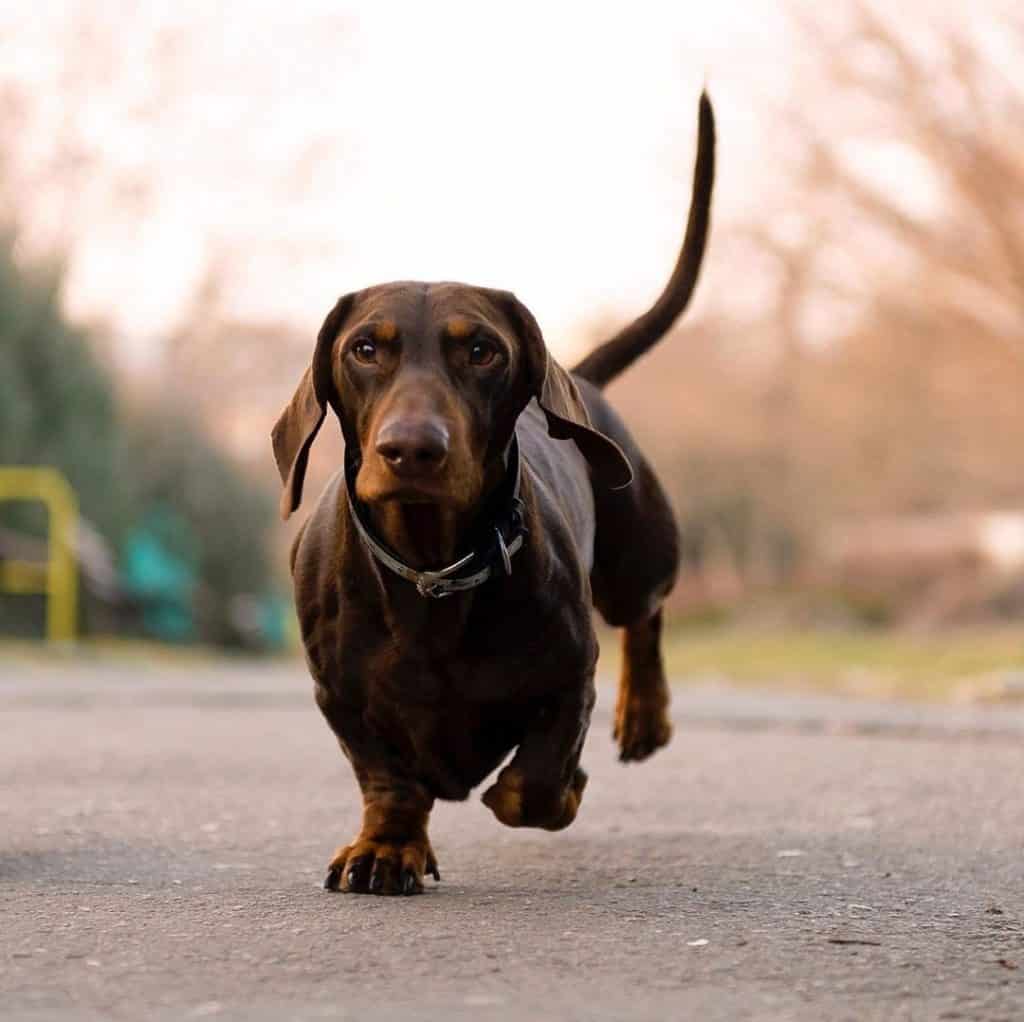 Dachshund seizures: how to avoid and treat