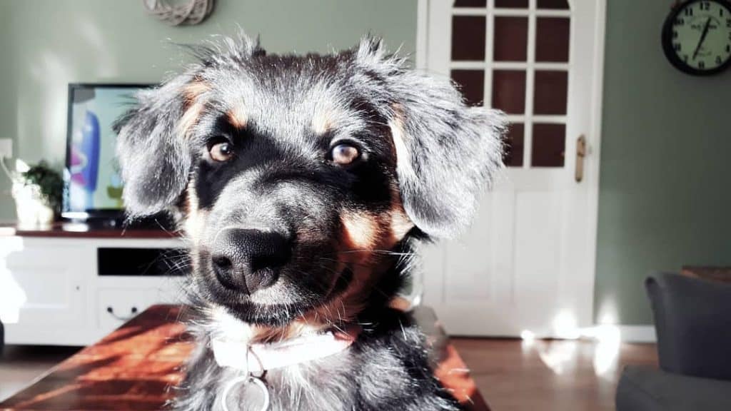 Sheltie dachshund mix: the shethund of your dreams