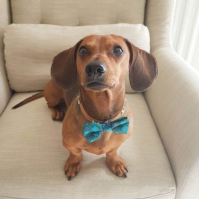 Dachshund Potty Training Tips And Tricks For A Stubborn Dog