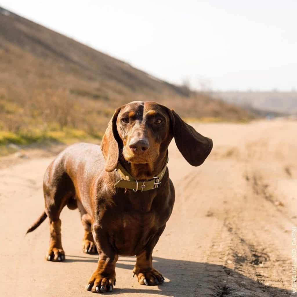 Dachshund training: how to tame the beast