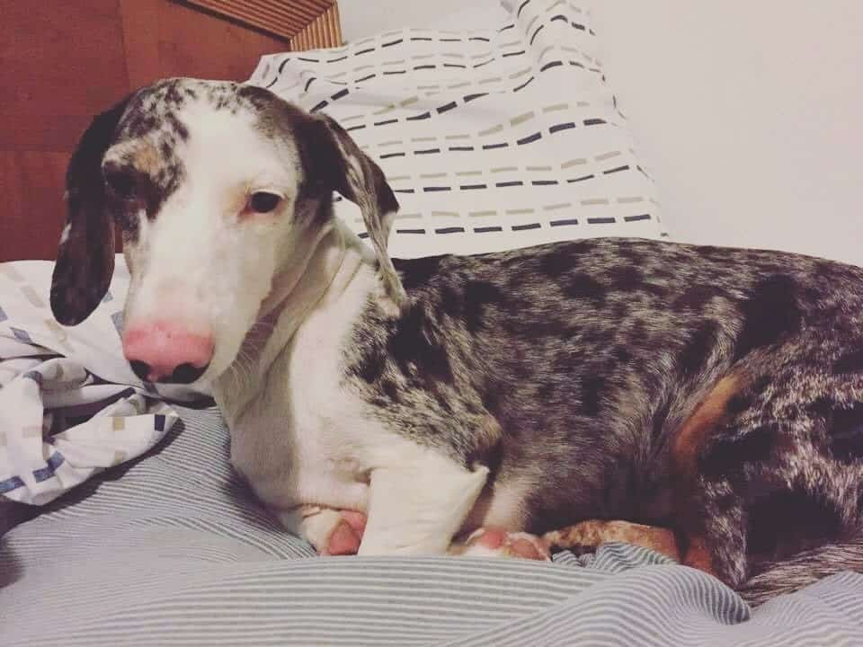 long haired double dapple mini dachshund