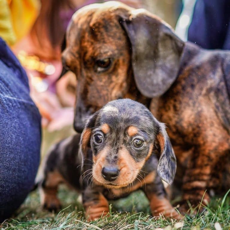 Dachshund lifespan: how long do dachshunds live