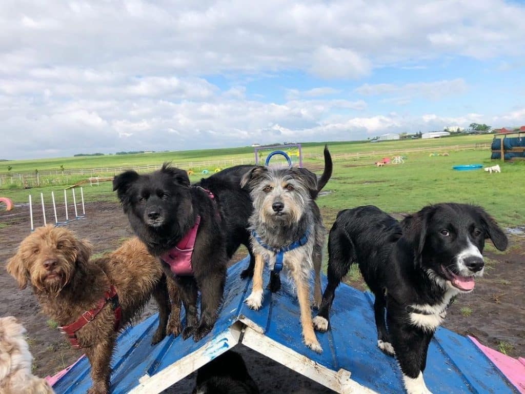 How to Build a Dog Agility Ramp