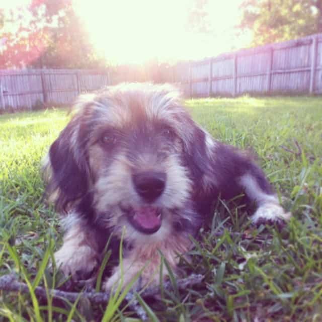 Terrier lab hybrid