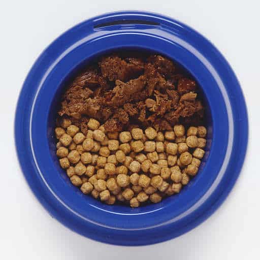 Your dog's diet: canned dog food vs. Dry kibble