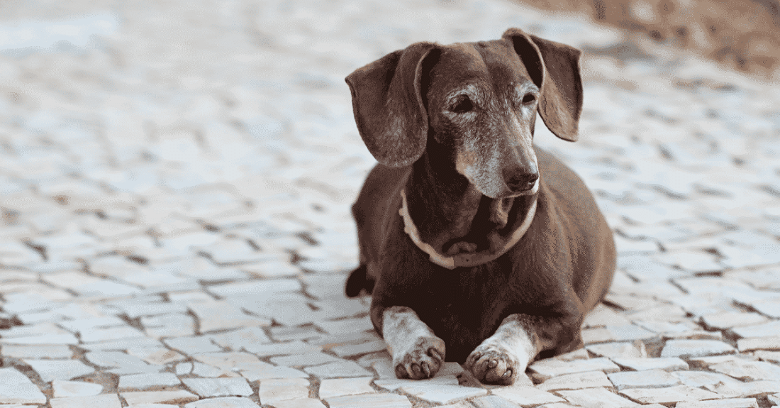 how much should you pay for a dachshund