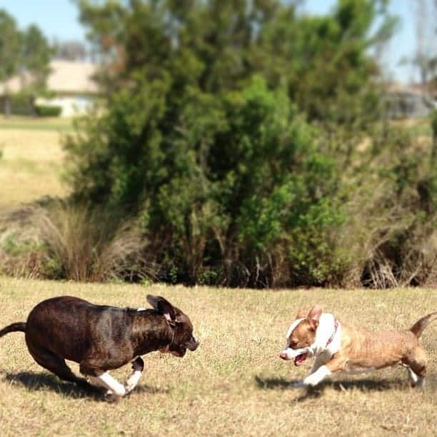 Corgi pitbull mix facts