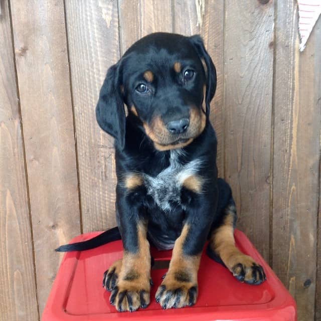 coonhound lab mix