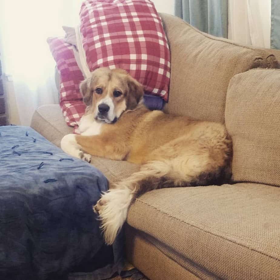 Great pyrenees bernese mountain dog mix