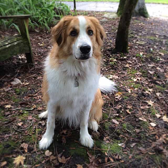 Great pyrenees bernese mountain dog mix