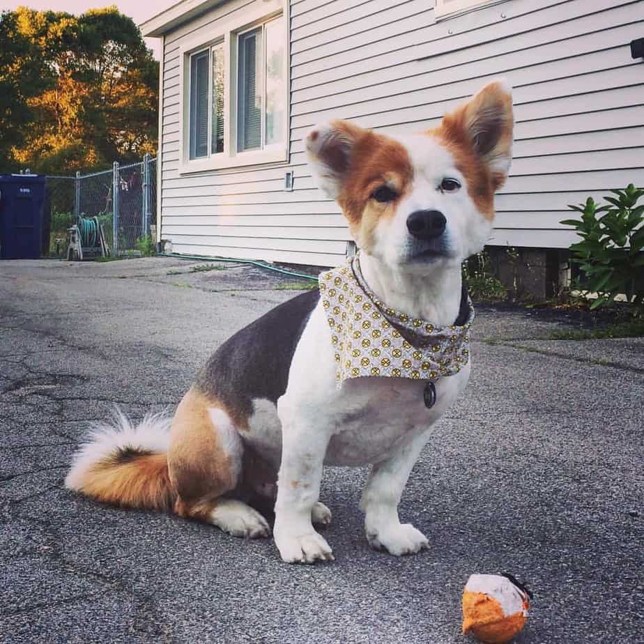 Corgi Bernese Mountain Dog