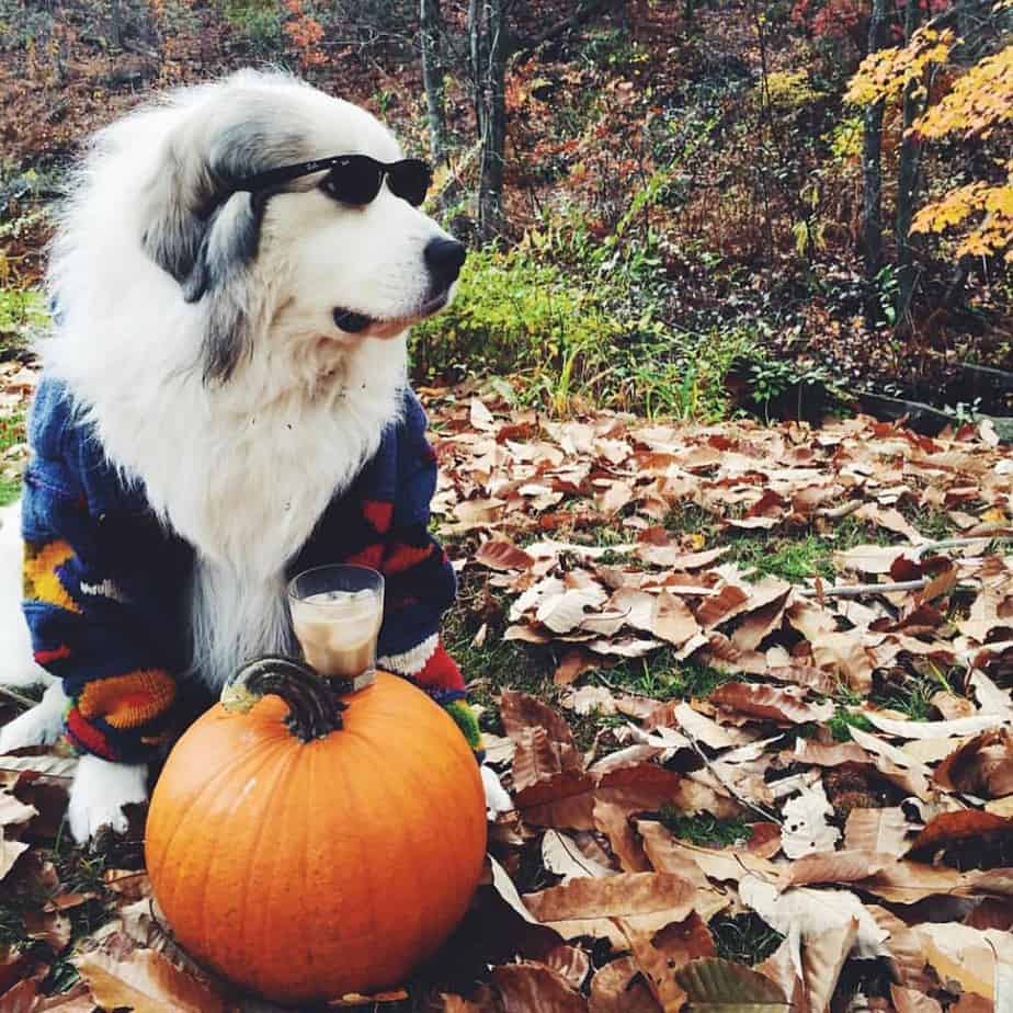 Great pyrenees bernese mountain dog mix