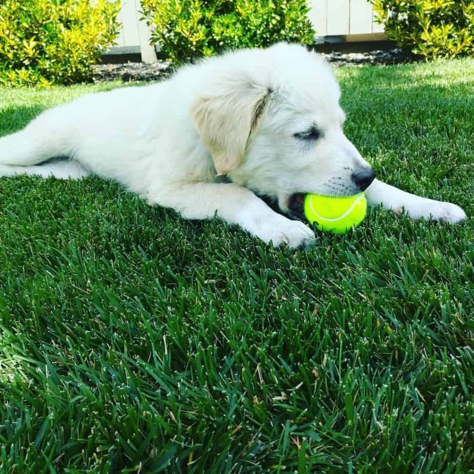 Great pyrenees golden retriever mix review