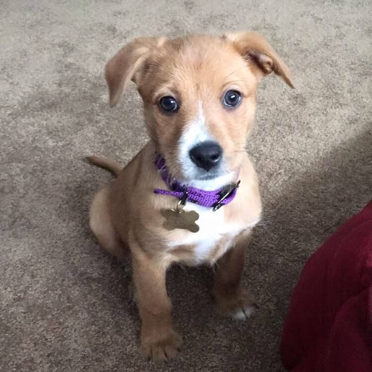 Lab Terrier Mix