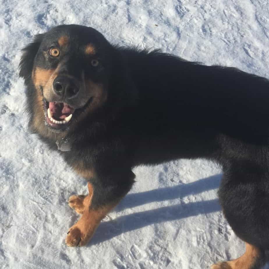 Rottweiler retriever mix