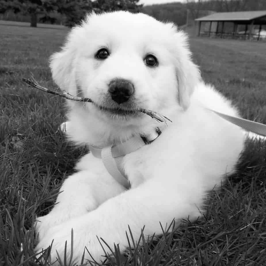 Great pyrenees golden retriever mix review