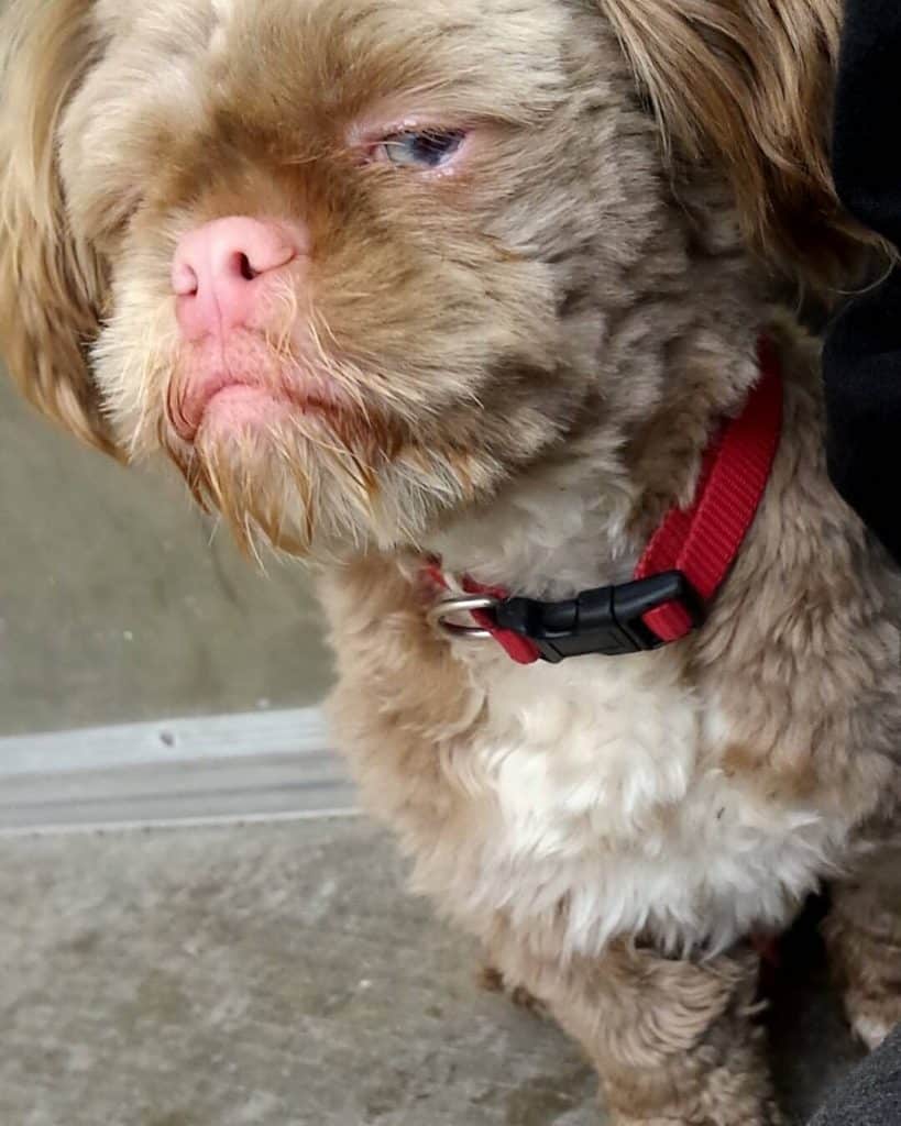 Pug mixed with Shih Tzu 